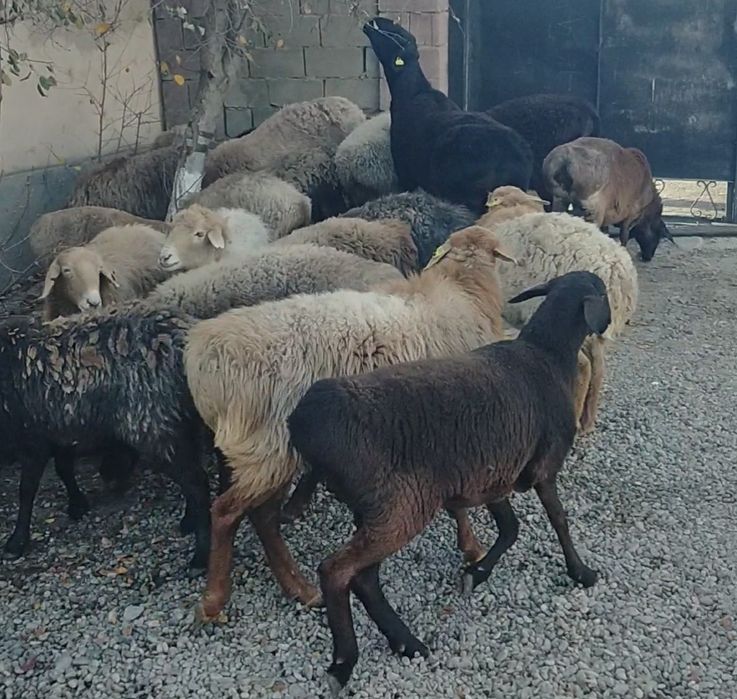 Ешкі қойлар сатыдады