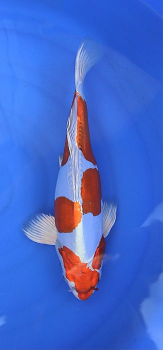 Crapi koi diverse mărimi și varietati