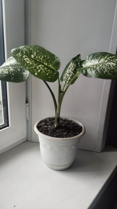 Продам диффенбахию в активном росте!