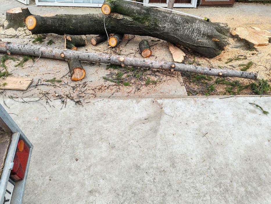 Buștean CIREȘ Masiv – Diametru 57 cm – Ideal pentru Blaturi Masă