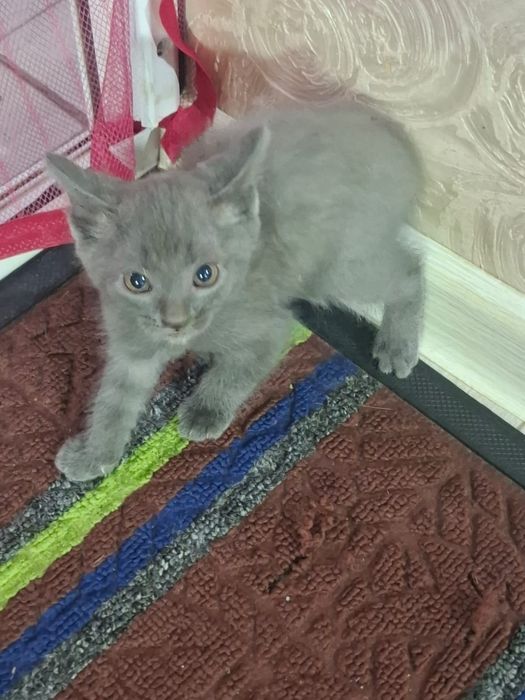 Котята а добрые руки отдам