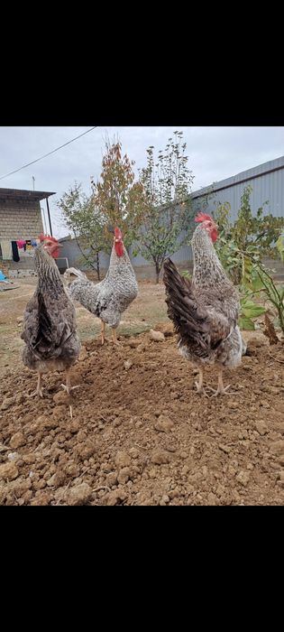 Яицо для инкубаций