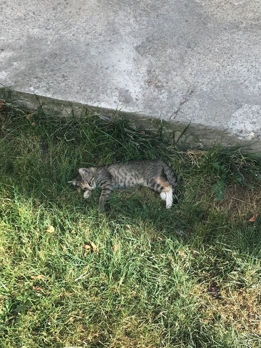 Кошка с 2 цетами галаз