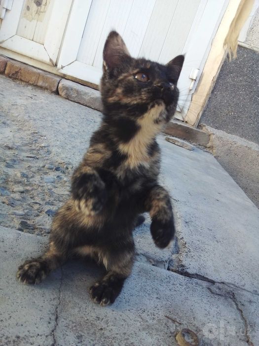 Котята - Раздаём бесплатно