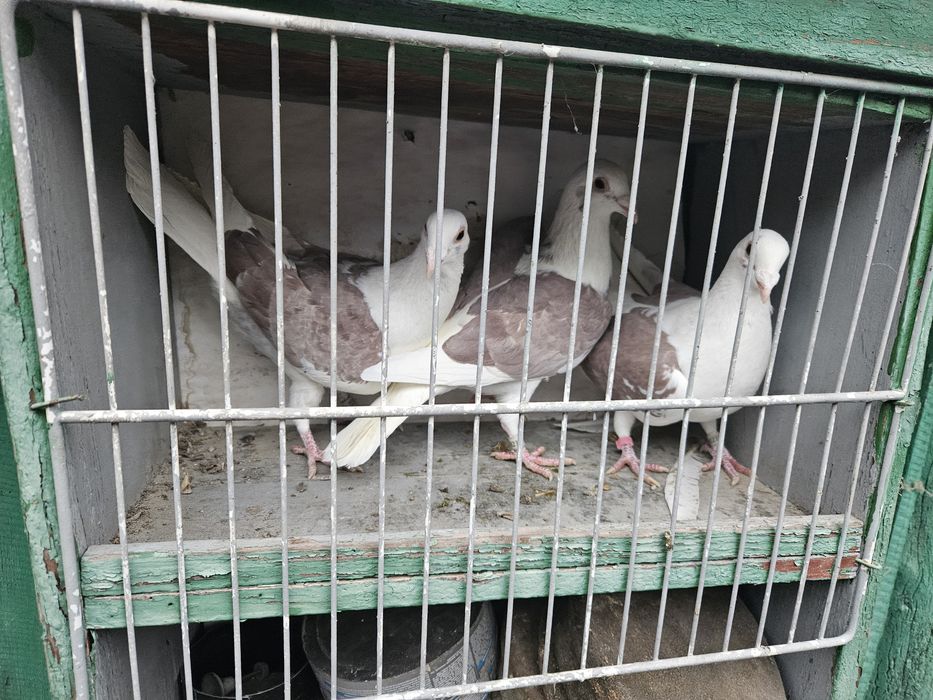 Porumbei voiajori capaciti pe rosu