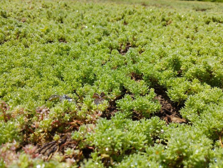 Садовый ковёр ЁЛКА