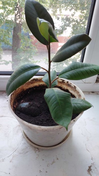 Продам красивый фикус