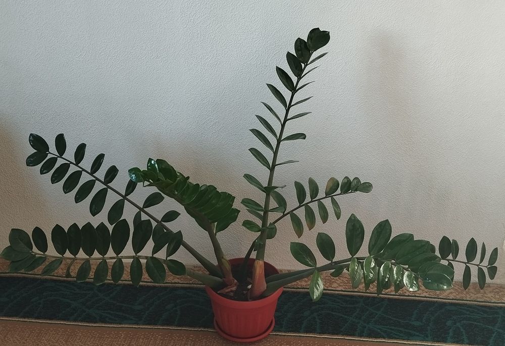 Пальму , Замиокулькас - долларовое дерево