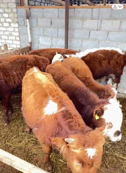 Баспақтар Бар Еркек