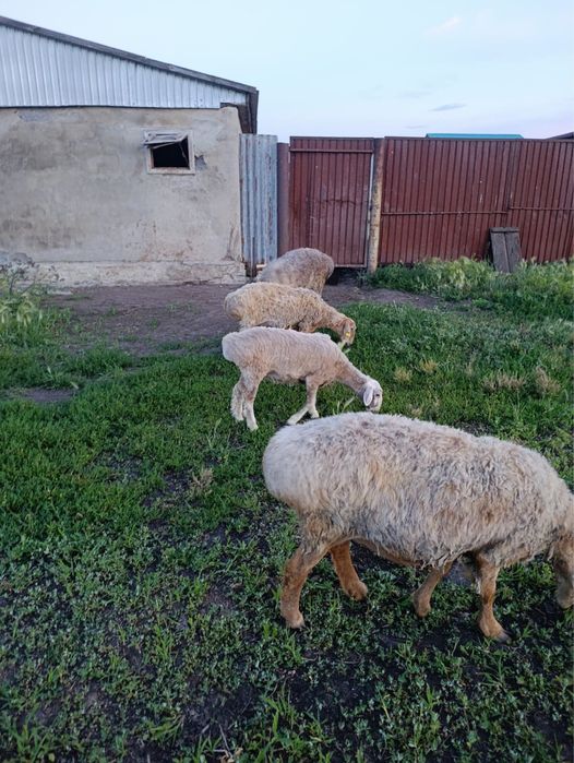 Овцы, бараны курдючные