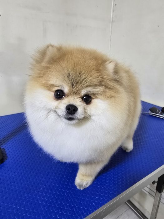 Груминг собак и кошек