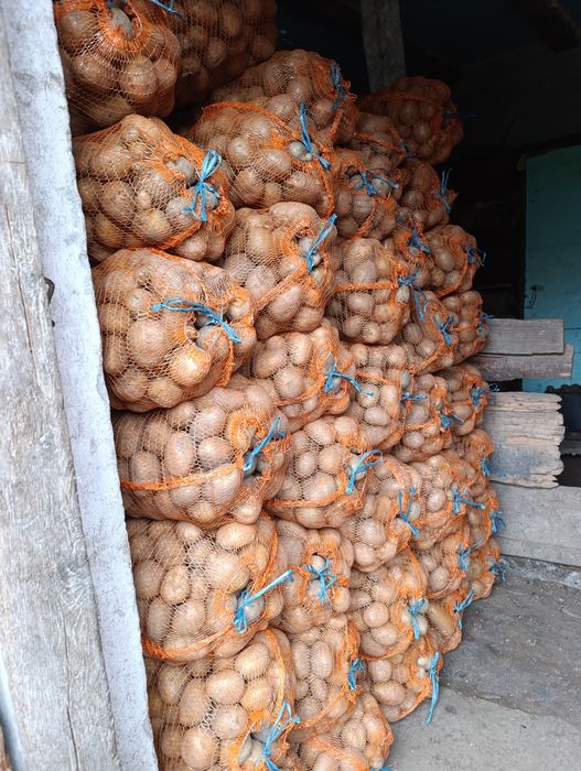 Vând cartofi consum și sămânță Carera, Bellarosa