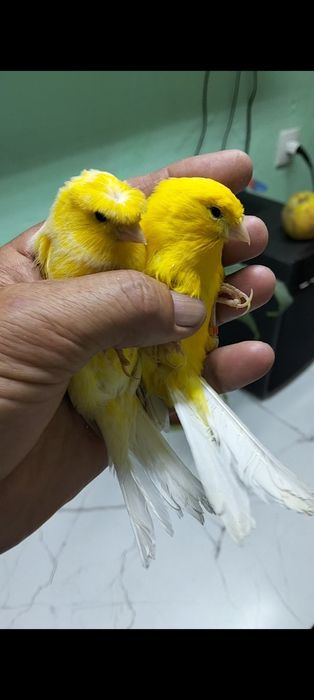 Продам канареек.