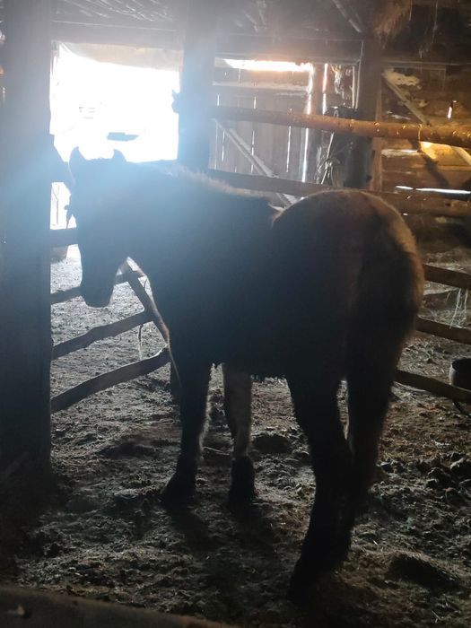 Ұрғашы тай на соғым