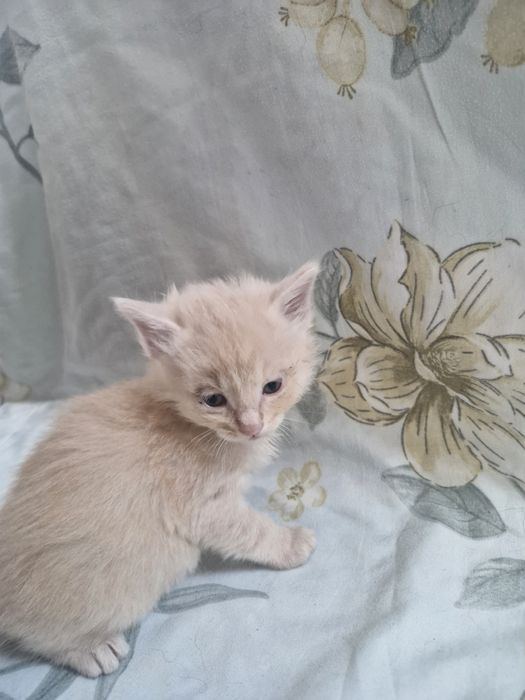 Котёнка  одоем в хорошие руки мальчика