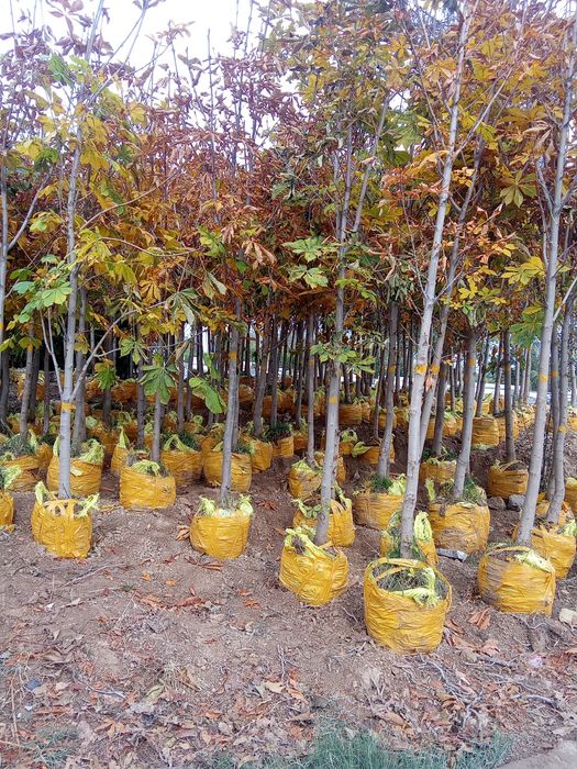 Majivelnik siren kashtan shamshod bor