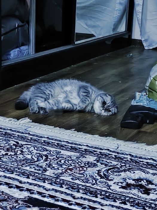 Scotish fold mushugi toza qon sogʻlom mushuk 11 oylidan oshgan