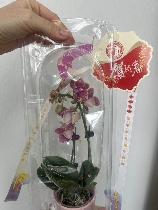 Орхидеи в продаже