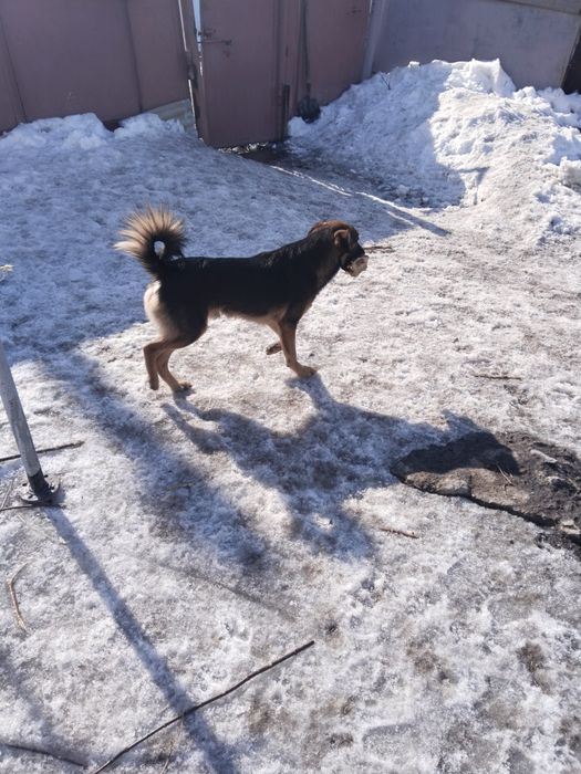 В очень надёжные, доброе руки