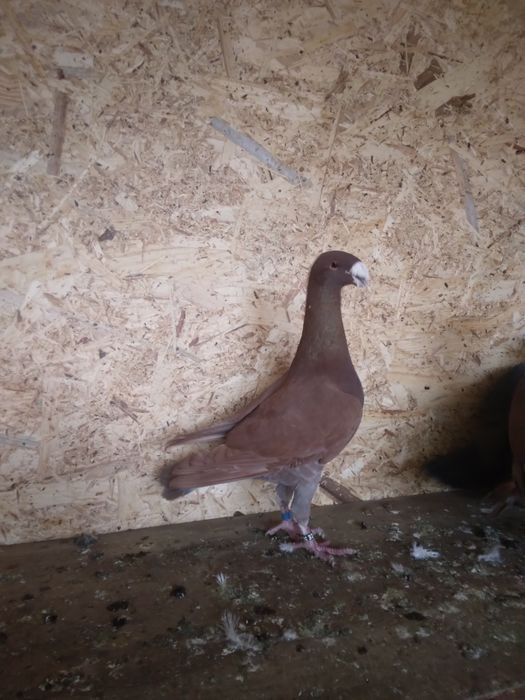 Porumbei Voiajori Germani