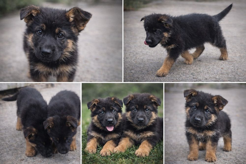 Щенки Немецкой Овчарки