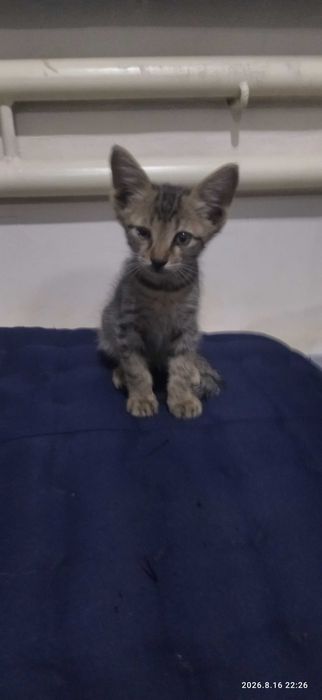 Отдам милых котят в добрые руки