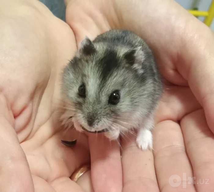 Джунгарики малыши в новую семью )