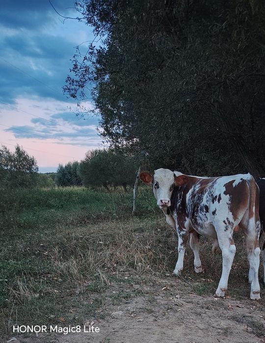Vițel de vânzare
