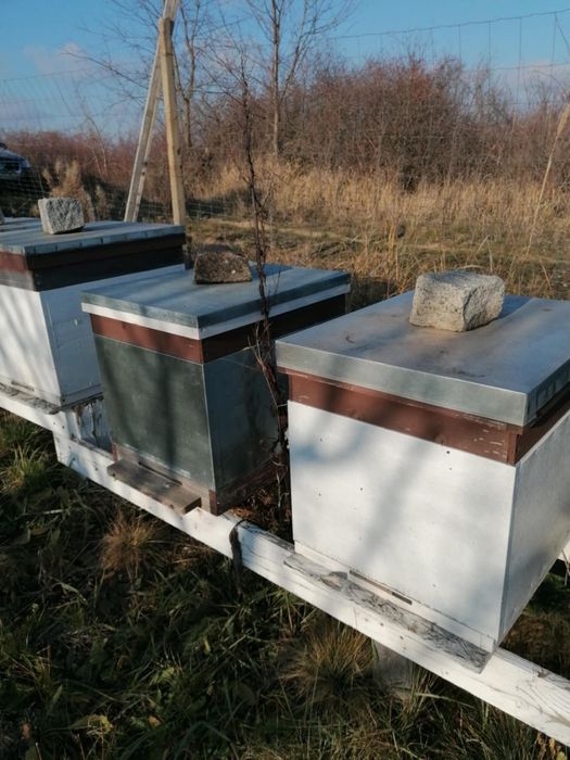 Lăzi(stupi) albine verticale