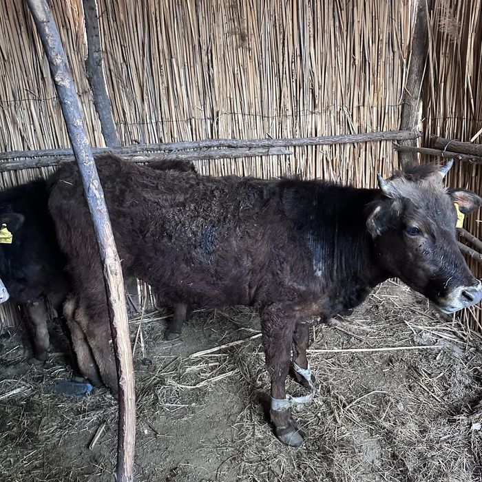 Телки 2еу сатылад