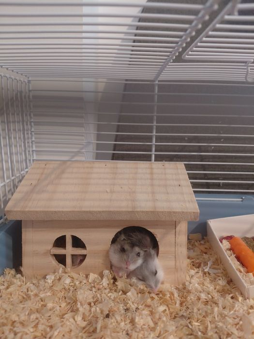 Donez 5 pui de hamsteri și un adult mascul