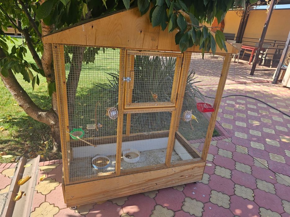 Канарейка птицы