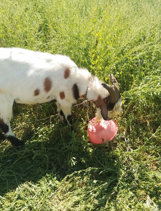 Țap 1 an vând urgent