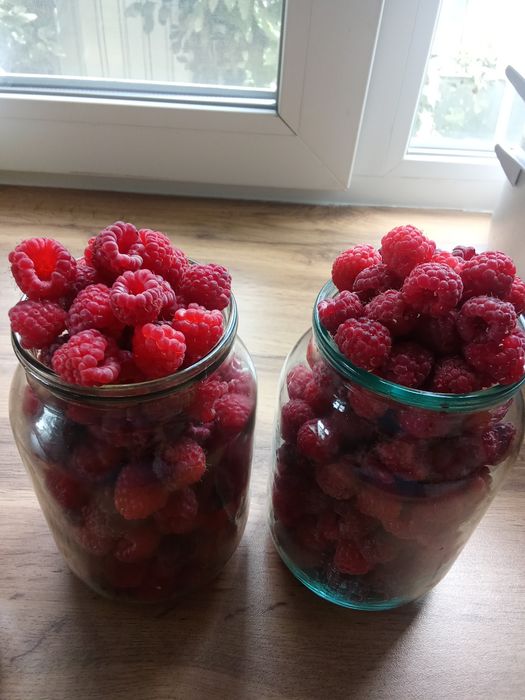 Свежая малина продам