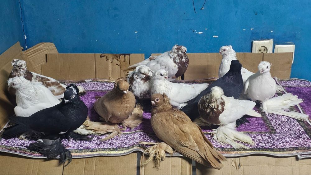 Продам летних голубей