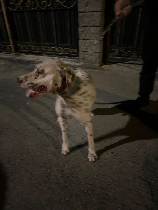 Далматин сатылады