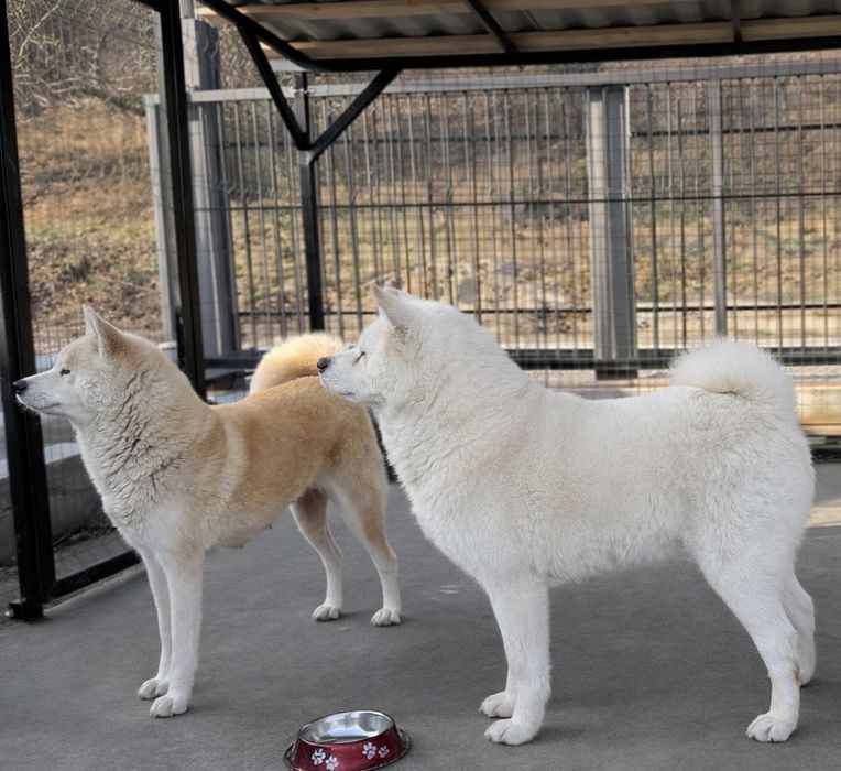 Pui akita inu japonez