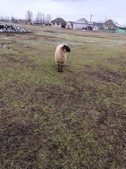 Ofer spre vânzare un berbec