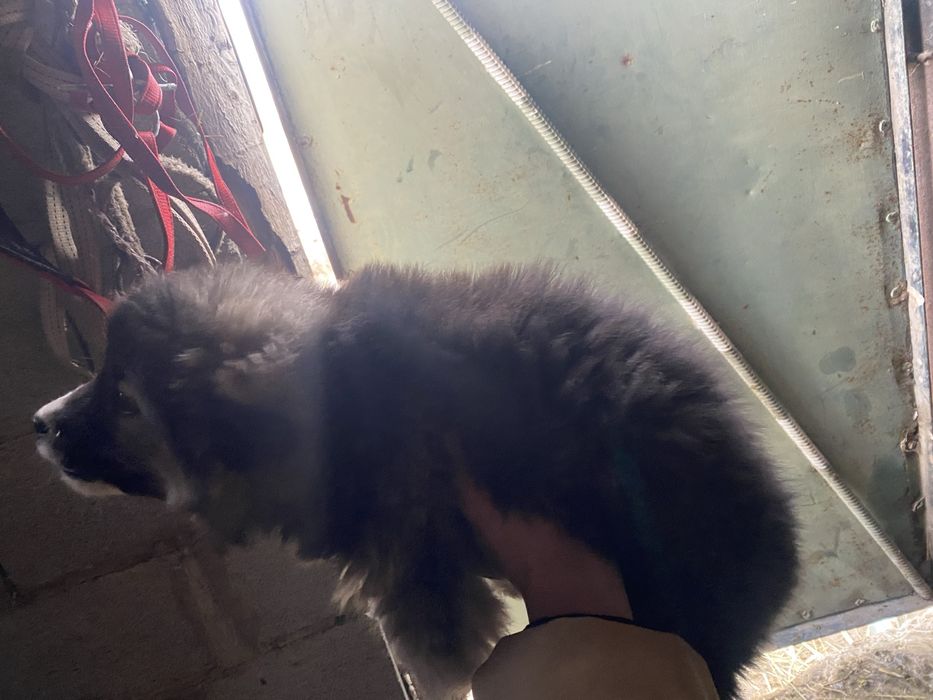 Алабай еркек