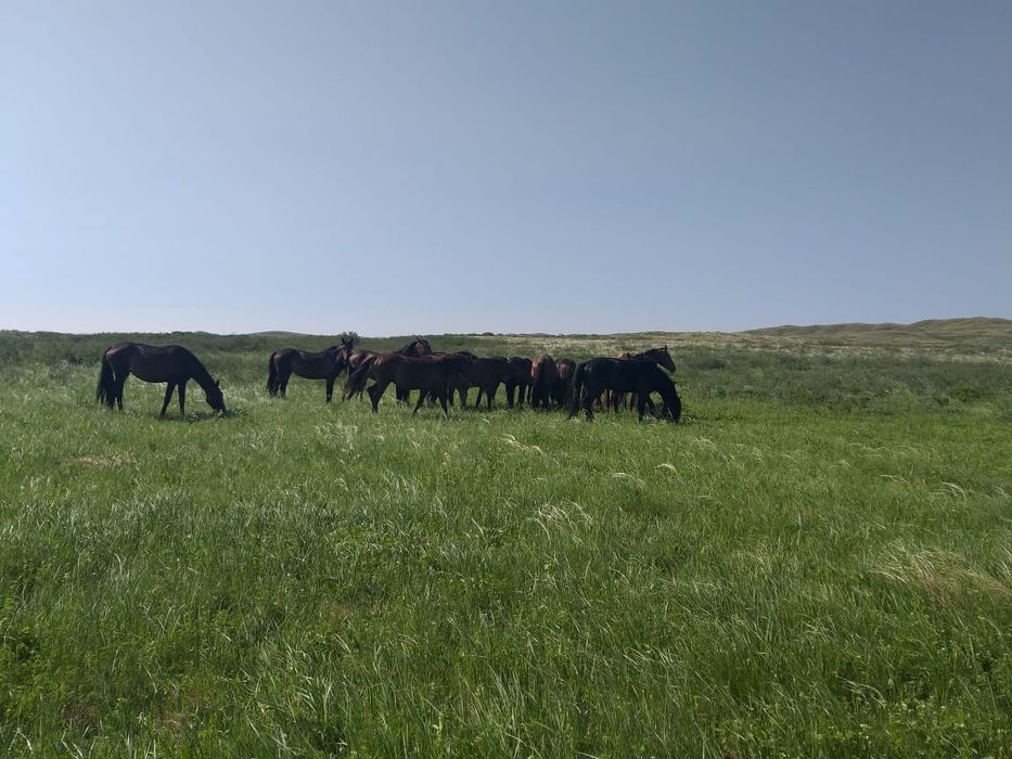 Продам лошадей 4косяка