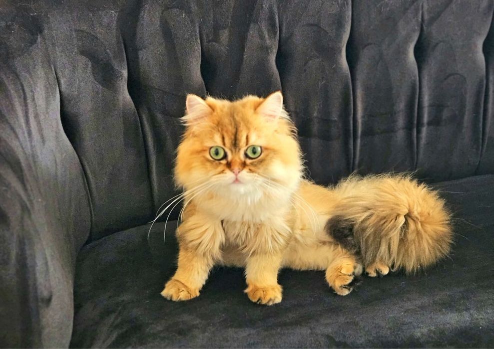British Superb cu pedigree