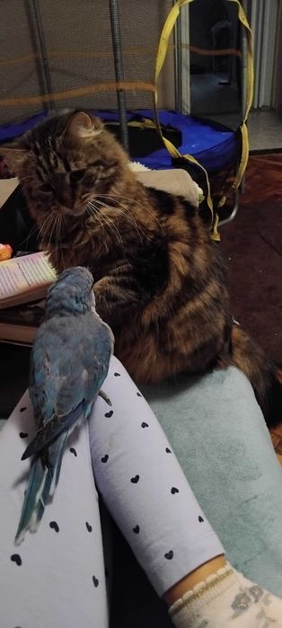 Ръчно хранен папагал монах с клетката