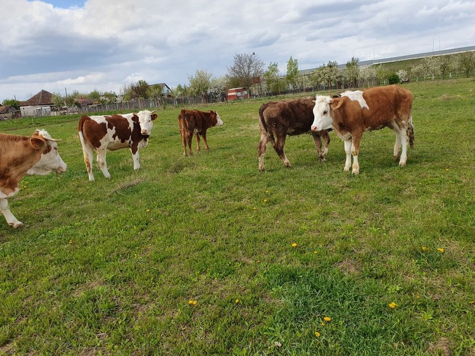 Vand 5 juninci baltate