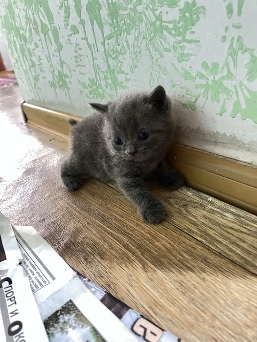 Продам котёнка шотландский