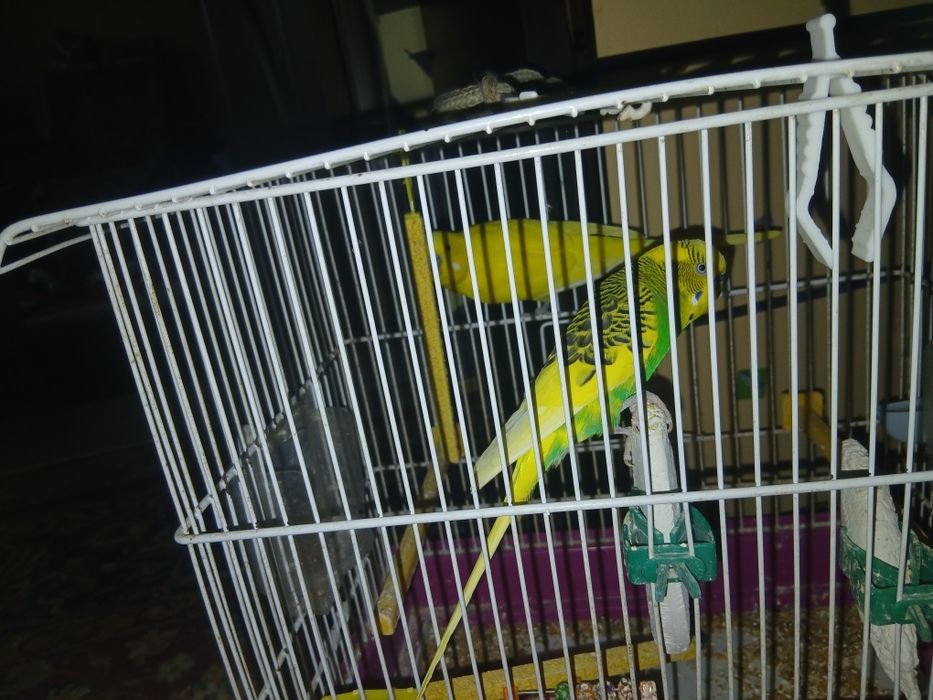 2 peruși + cușcă de vânzare