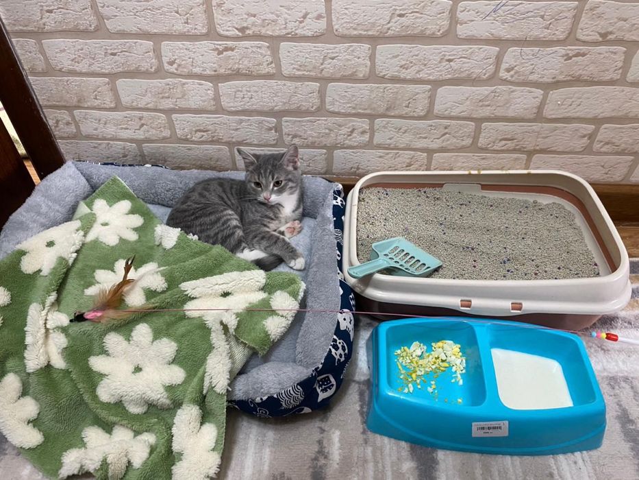 Мысық сатылады 20мын