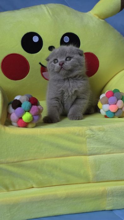 Шотландские лиловые котятки
