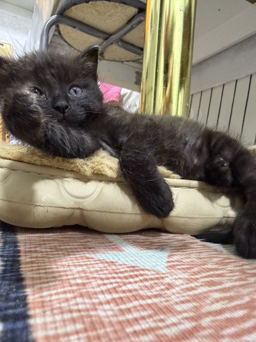 Котята ( кошки) животные