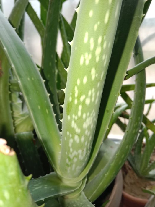 Алоэ 5 лет сочный