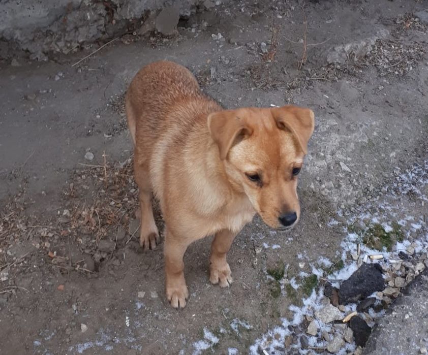 Собачка в ответственные руки